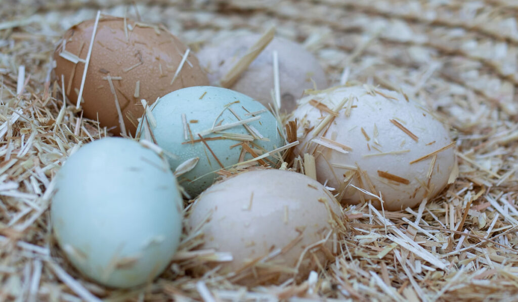 Araucana chicken eggs in hay