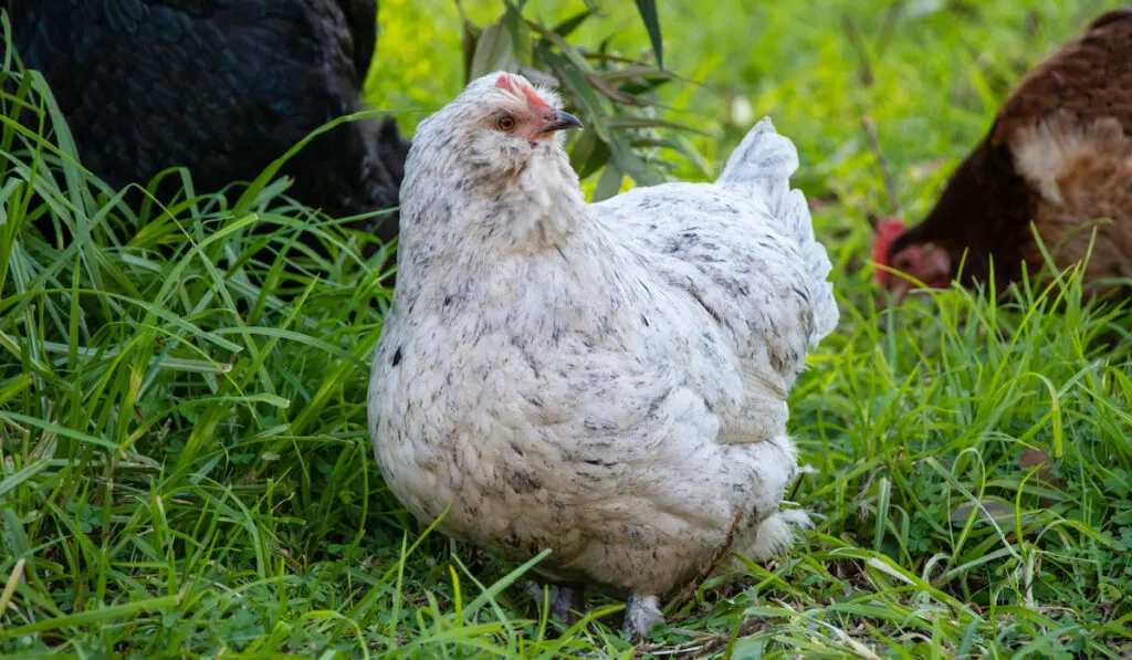 Araucana hen roaming free in a lush green backyard