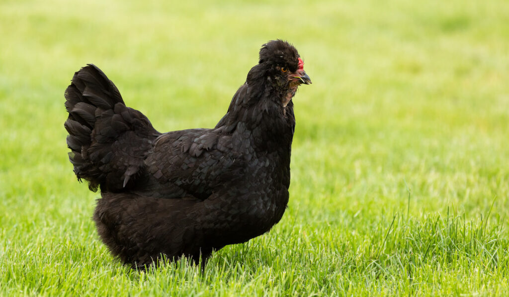 Black Araucana chicken free range in the garden