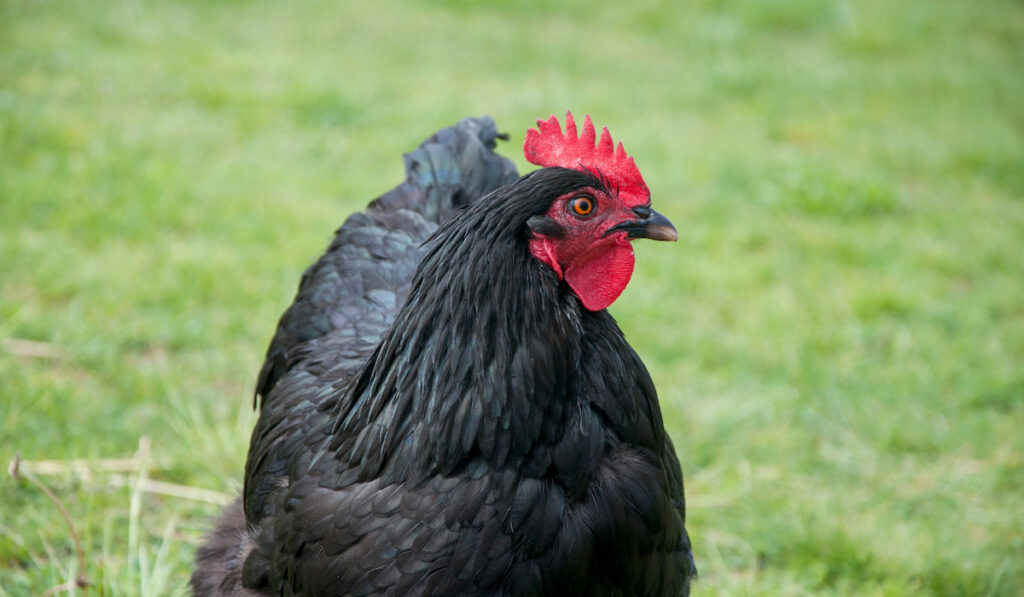 black orpington chicken on the grass