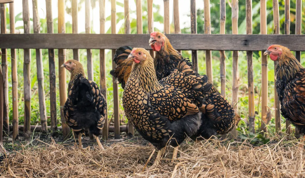 Black yellow laced Wyandotte chicken in the farm backyard 