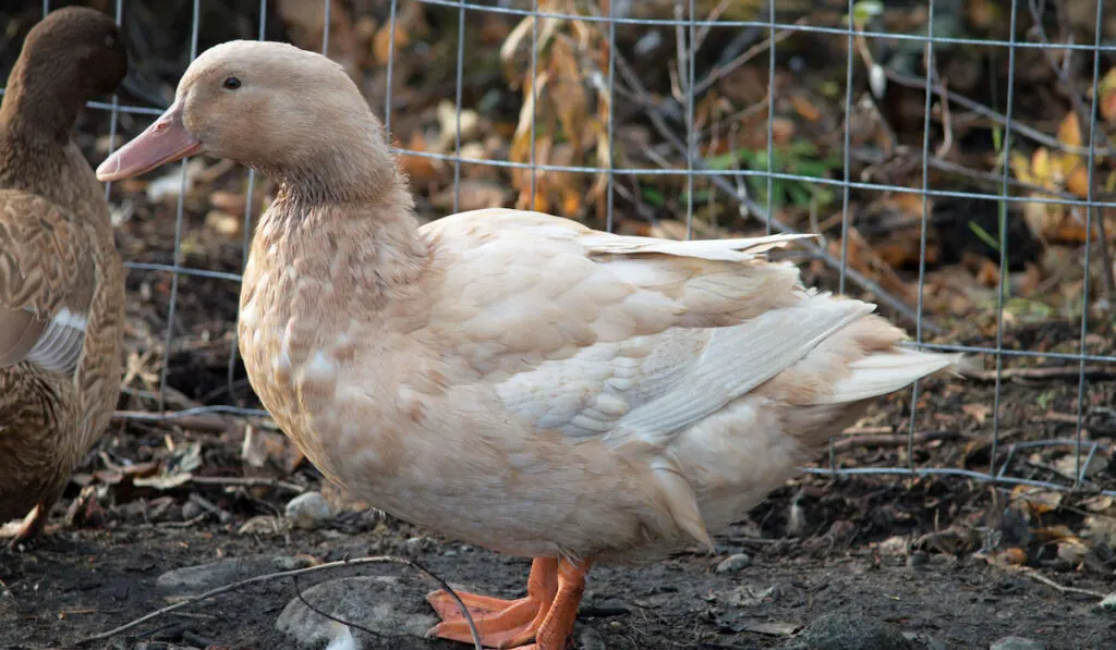 buff duck hen near wire fence
