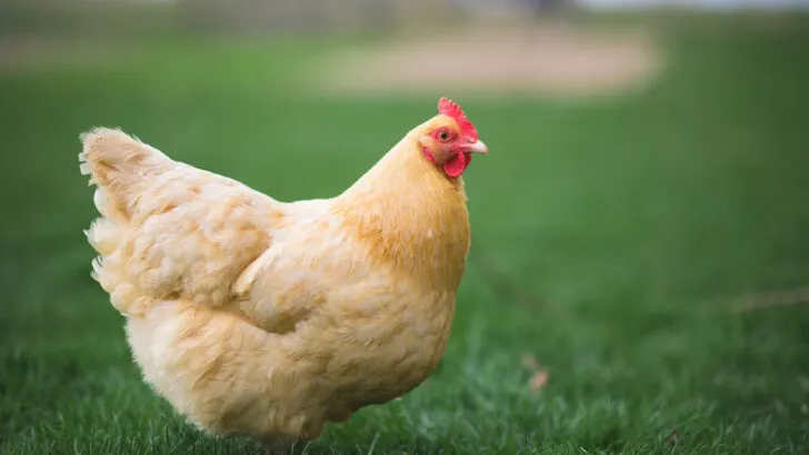 buff orpington chicken in backyard farm