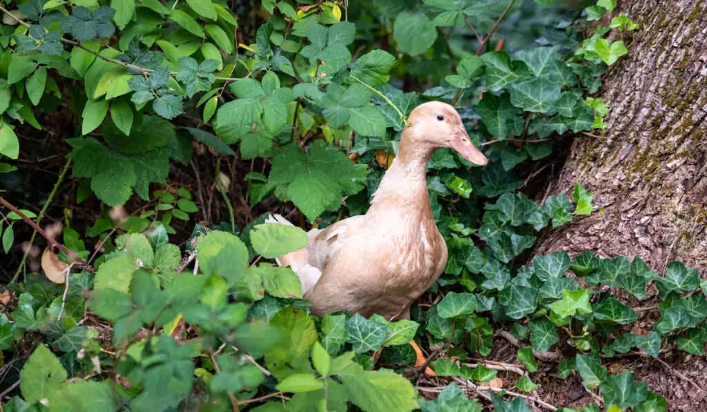 buff colored duck foraging for bugs in bushes