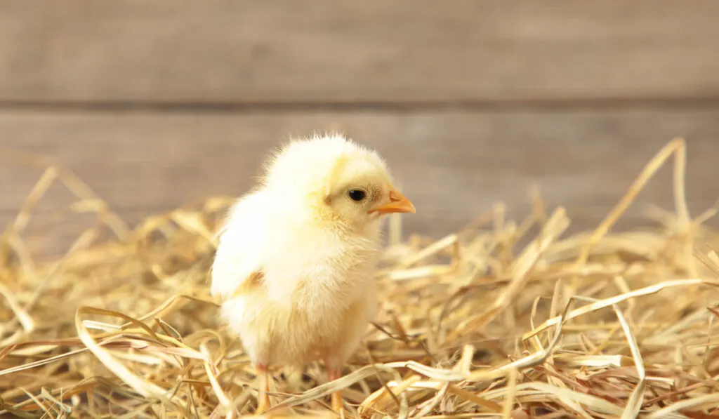 chick on a bed of straw on wooden background