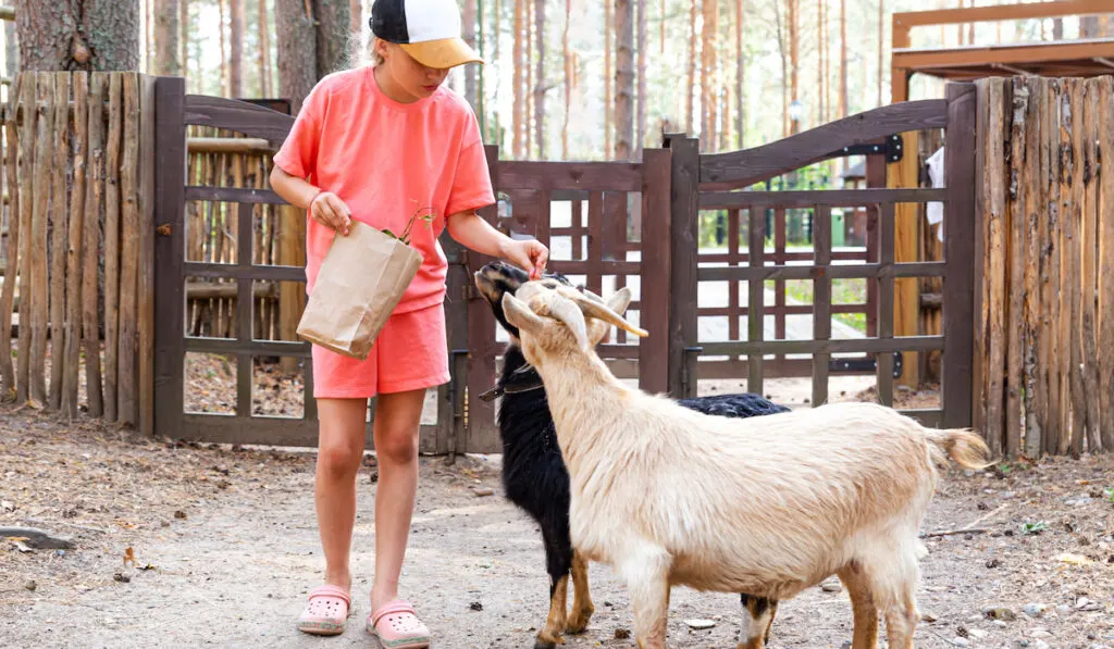 Child feeds two goat from a paper bag at the faem