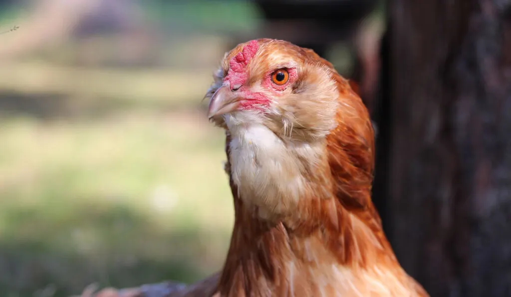 Araucana chicken