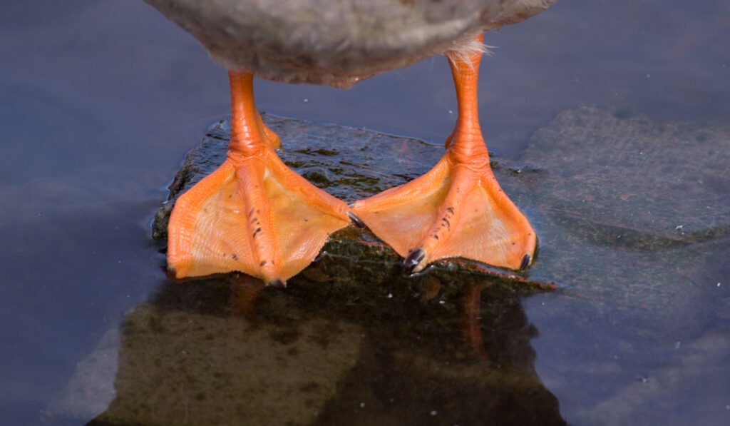up close shot of ducks orange feet 