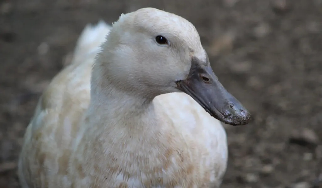 orpington buff female duck