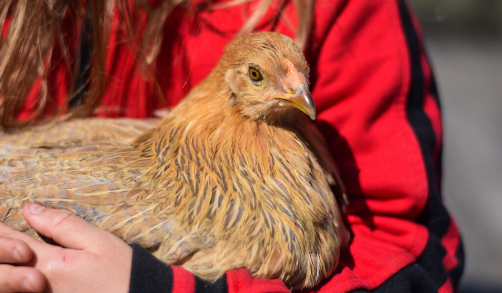 young kid holding an Easter egger pullet chicken on her lap