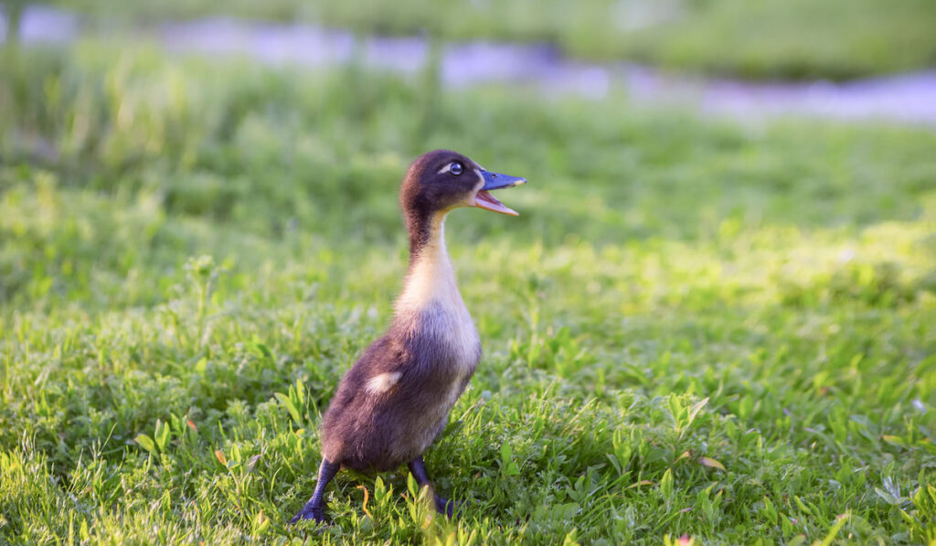 Curious duckling with open mouth standing on the grass