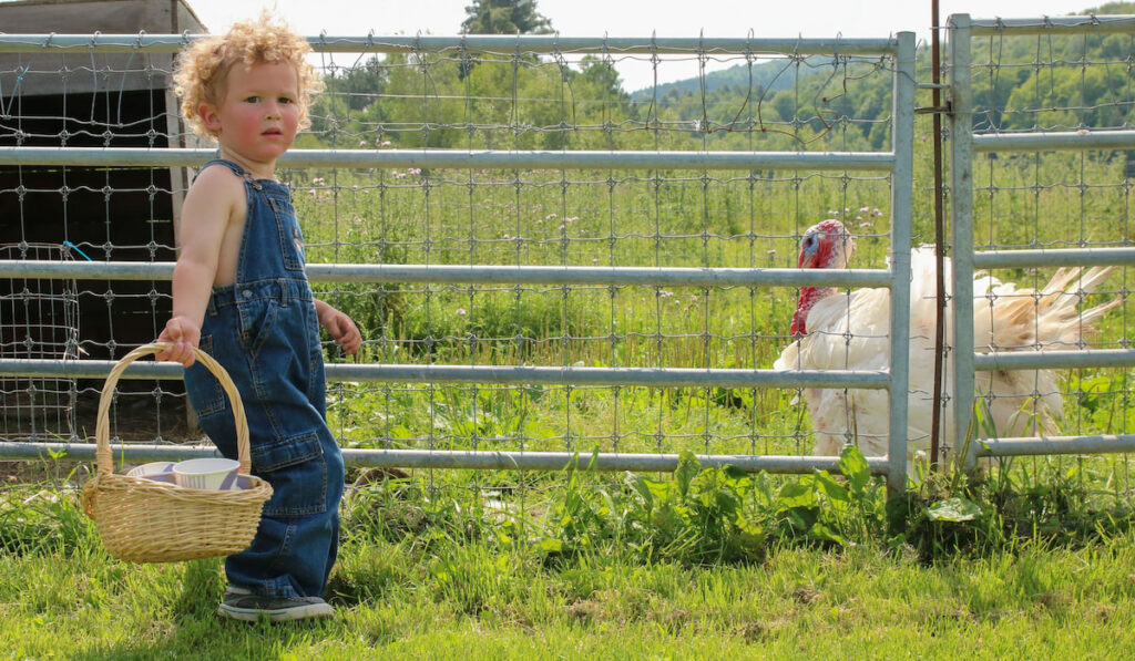 cute little boy with his basket about to feed a turkey on a farm
