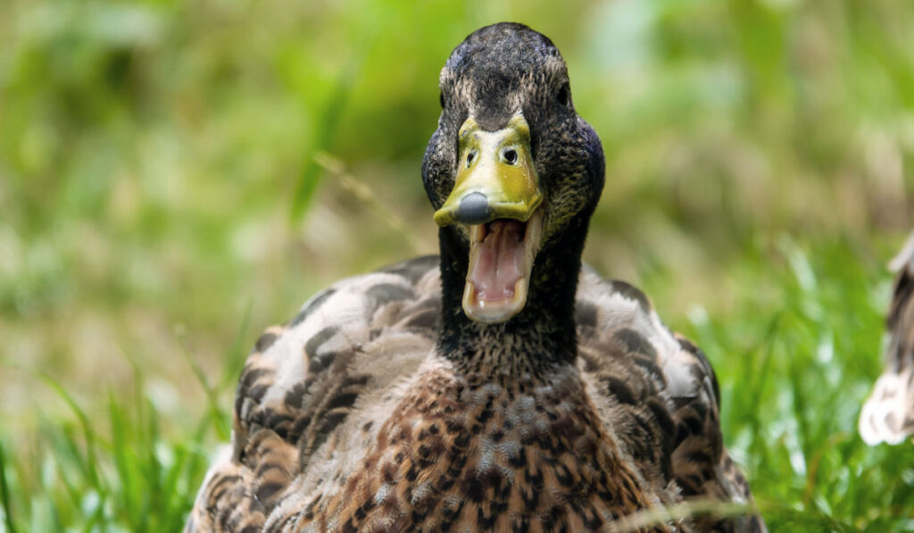 Duck photograped with open mouth sitting on the grass
