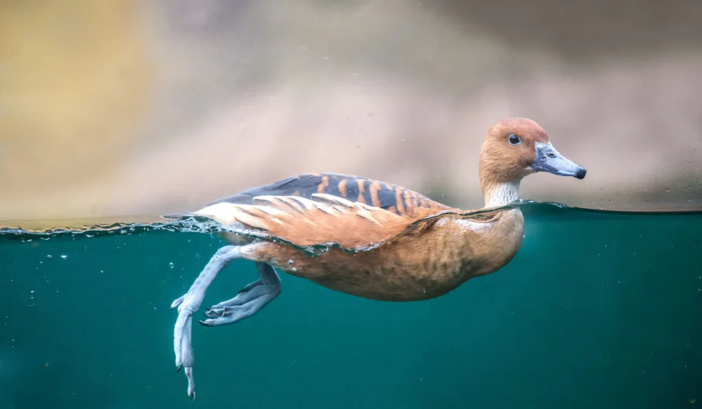 duck swimming on the water