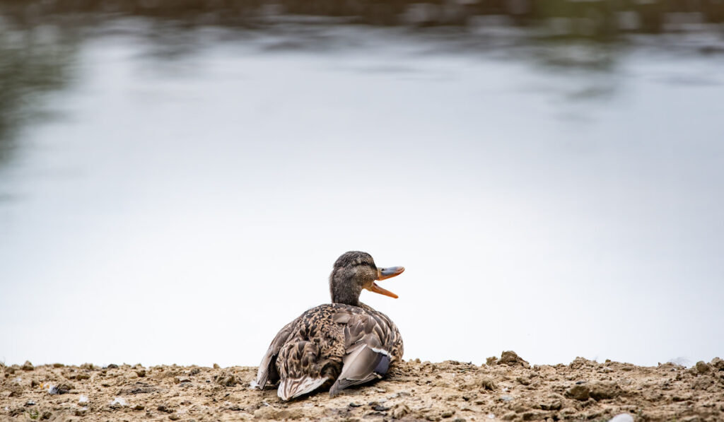 Duck with open mouth sitting on the shore
