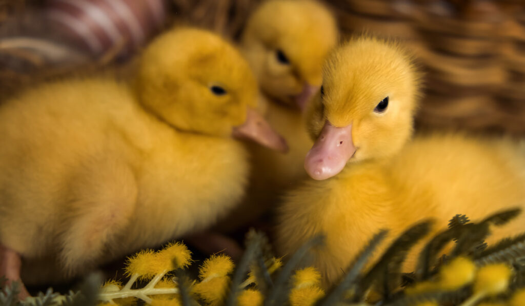 ducklings with mimosa flowers