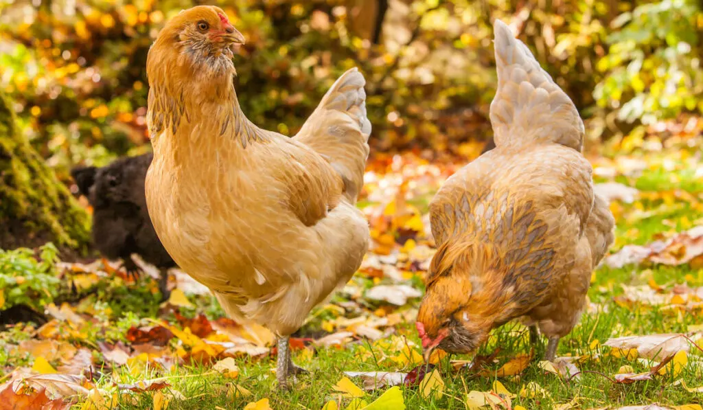 Easter two Americana chickens looking for food around autumn colored leaves