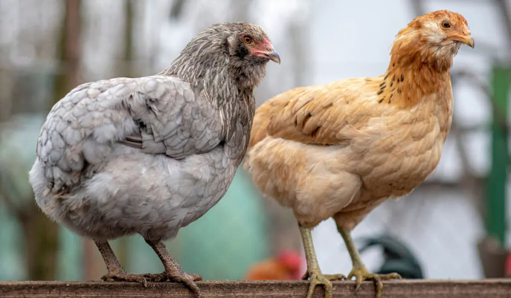 Easter egger and Araucana chicken standing on the fence at the farm