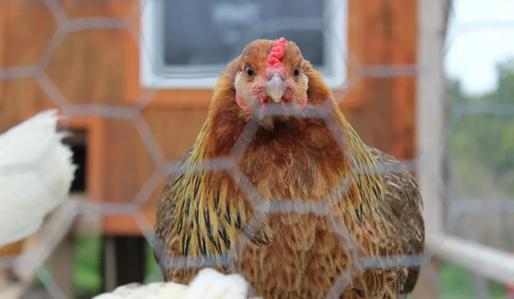 Easter egger behind wire fence