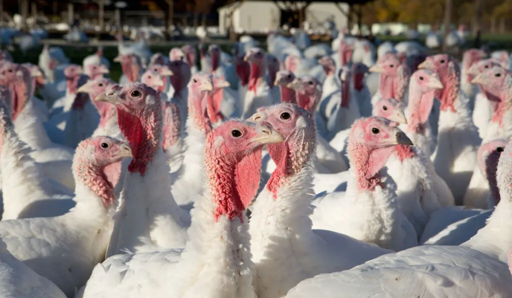 farm turkeys outdoor under the sun