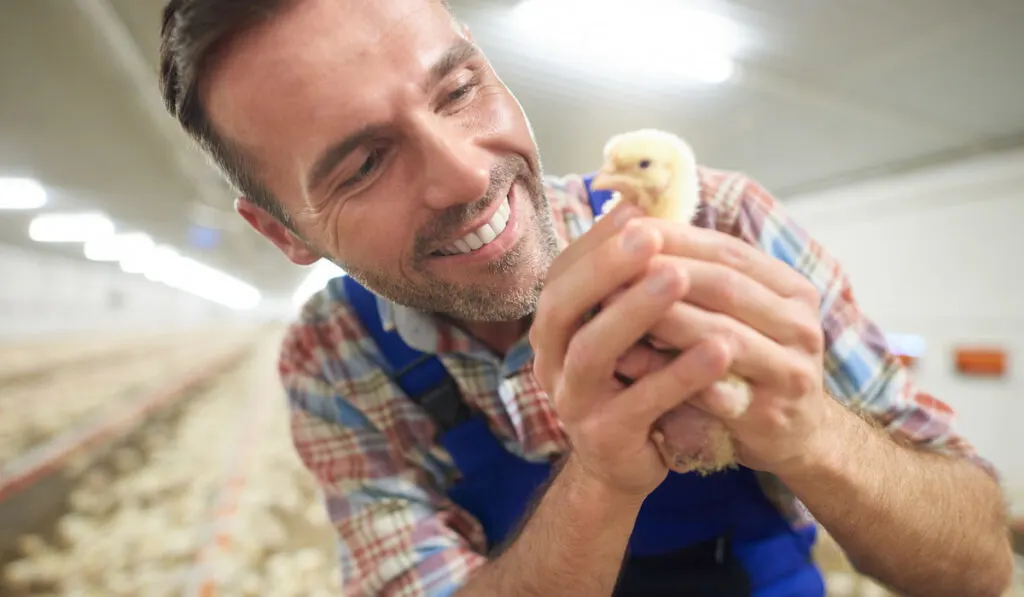 farmer holding a chick in the farm