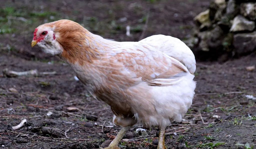 Female Araucana chicken in the garden