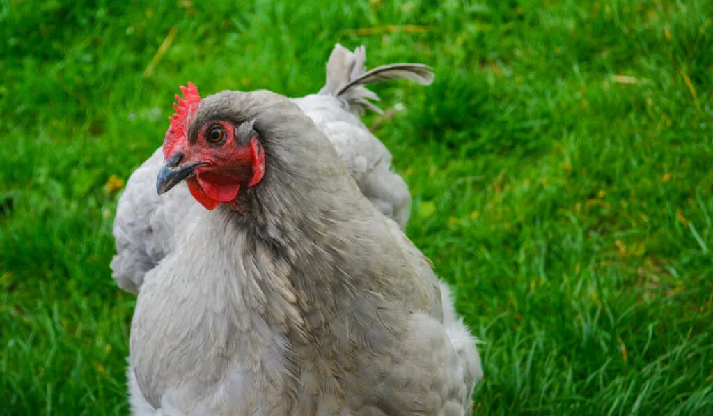 fluffy grey free range orpington chicken in a garden at a farm
