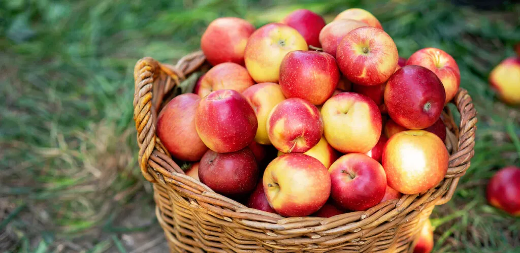 freshly picked ripe red apples in a woven basket