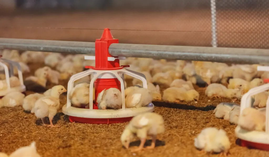 group of baby chicks in close farm behind chicken wire