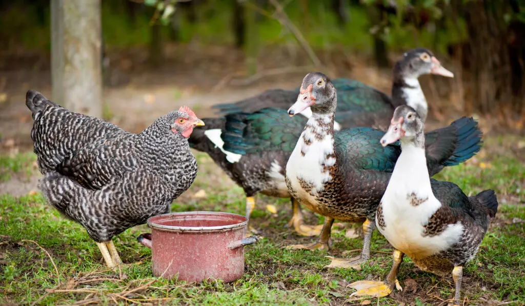 group of ducks and chicken drinking  water from pot on the ground