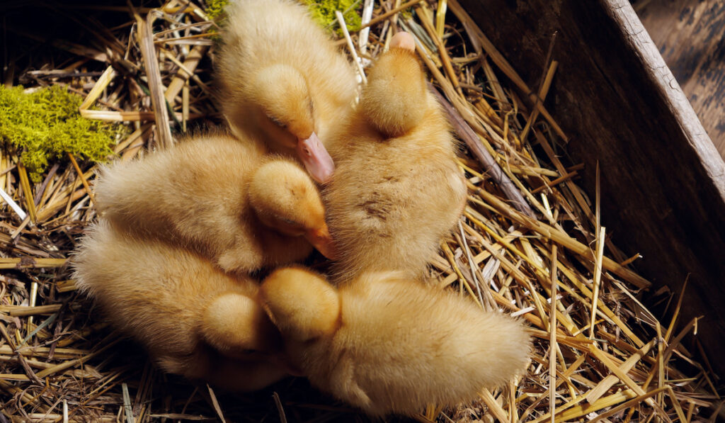 group of little ducklings sitting on straw in wooden box