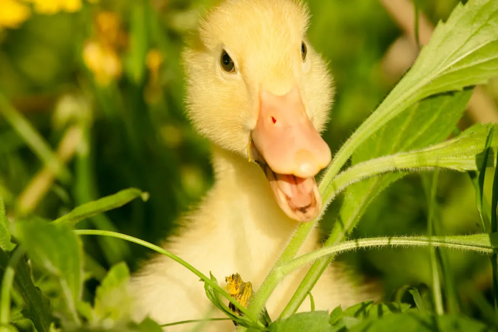 Happy Small yellow duckling on green grass 