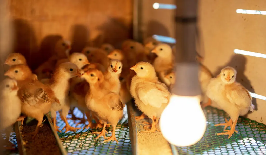 keeping chicks warm by poultry heat lamp