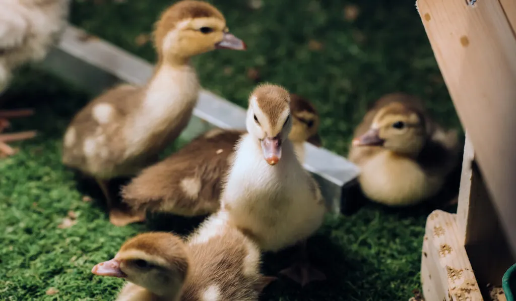 little ducklings at night in their cage on the grass