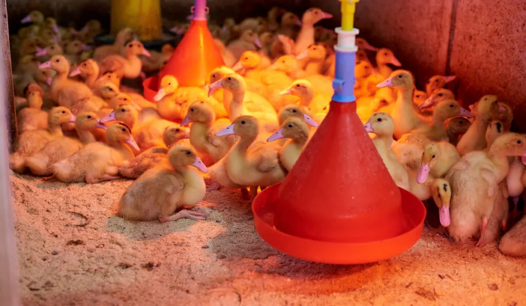 little ducklings in the cage under heat lamp