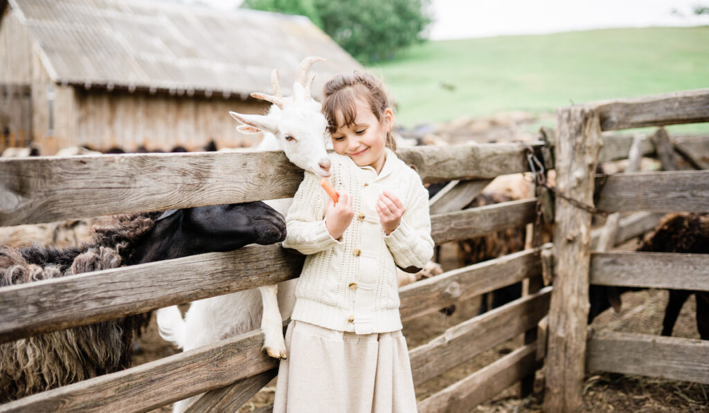 Little girl feeding petting goats on the farm