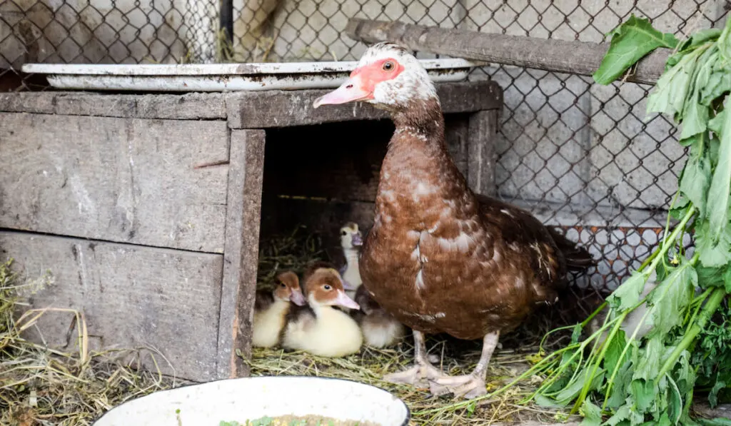 Muscovy duck mother with ducklings in the shelter