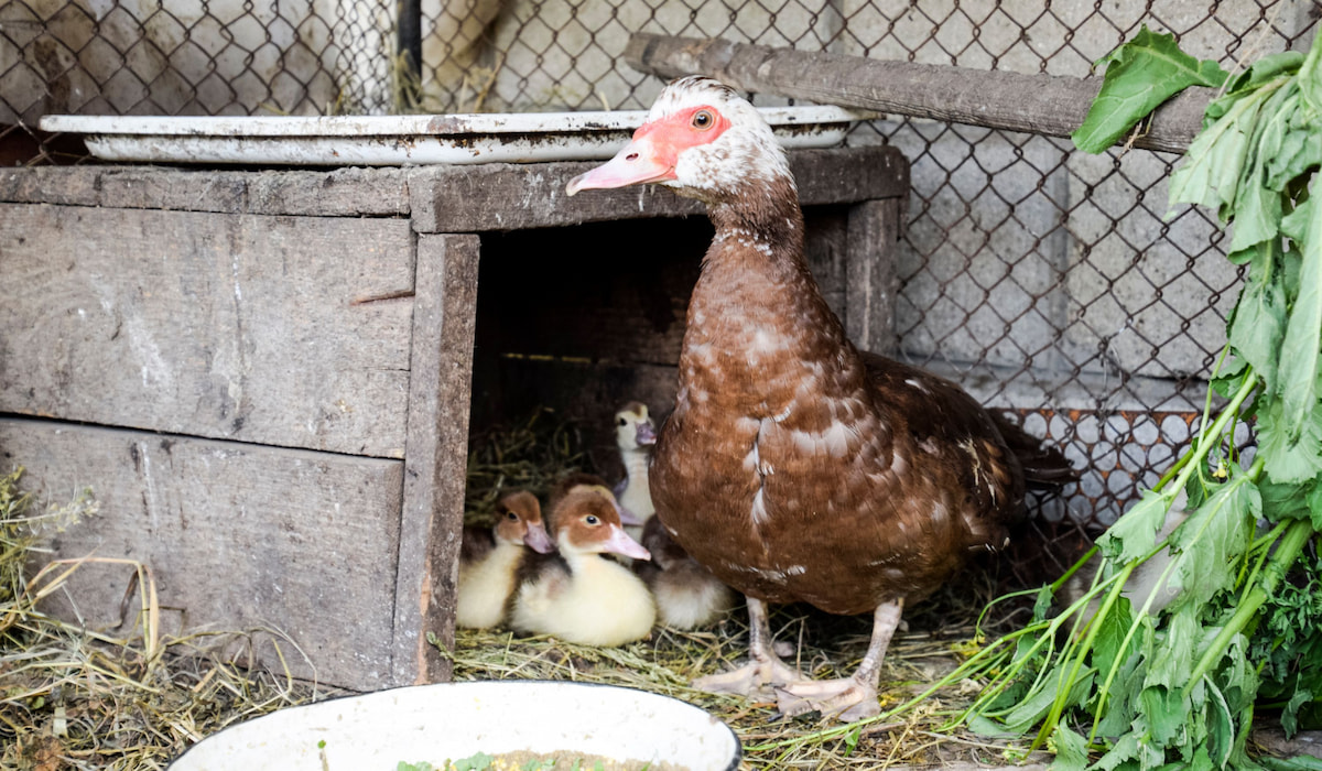 7 Things Your Ducklings Must Have at Night (Including Water
