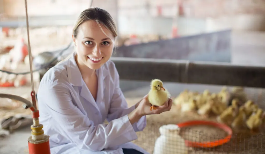 portrait of happy woman veterinarian with duckling on poultry farm