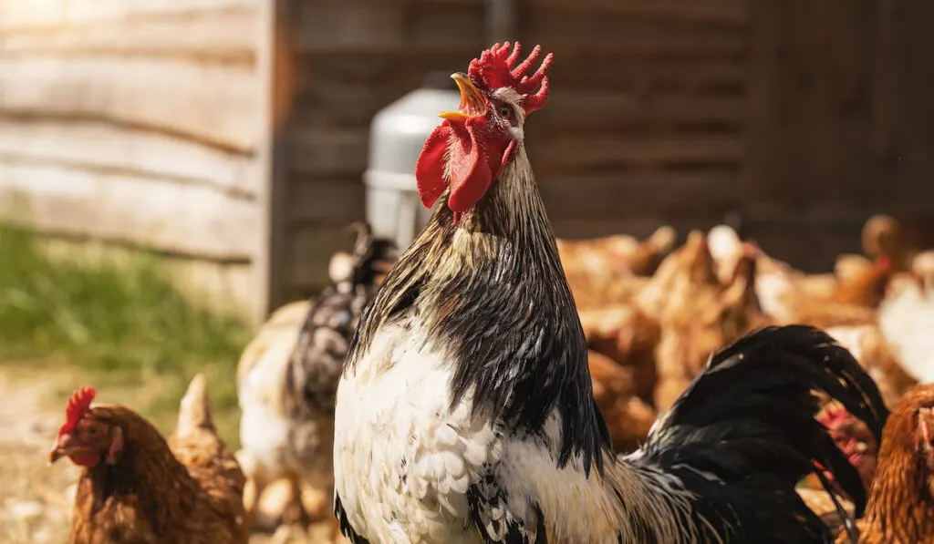 rooster crows in a group of chickens at a hen house