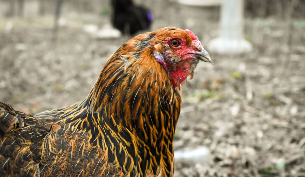 side view of an Americana Chicken 