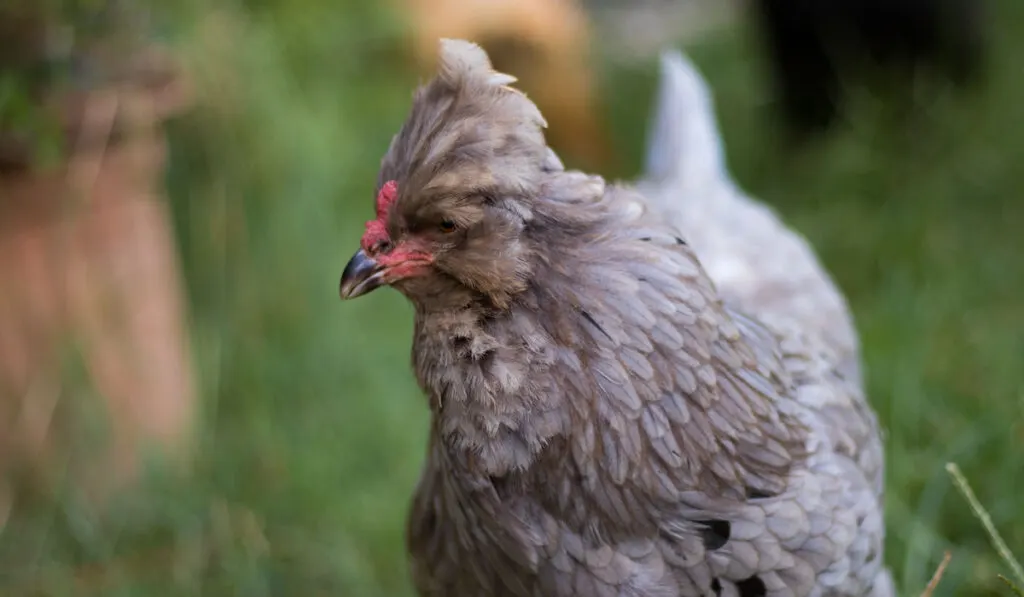 Side view of an Araucana hen