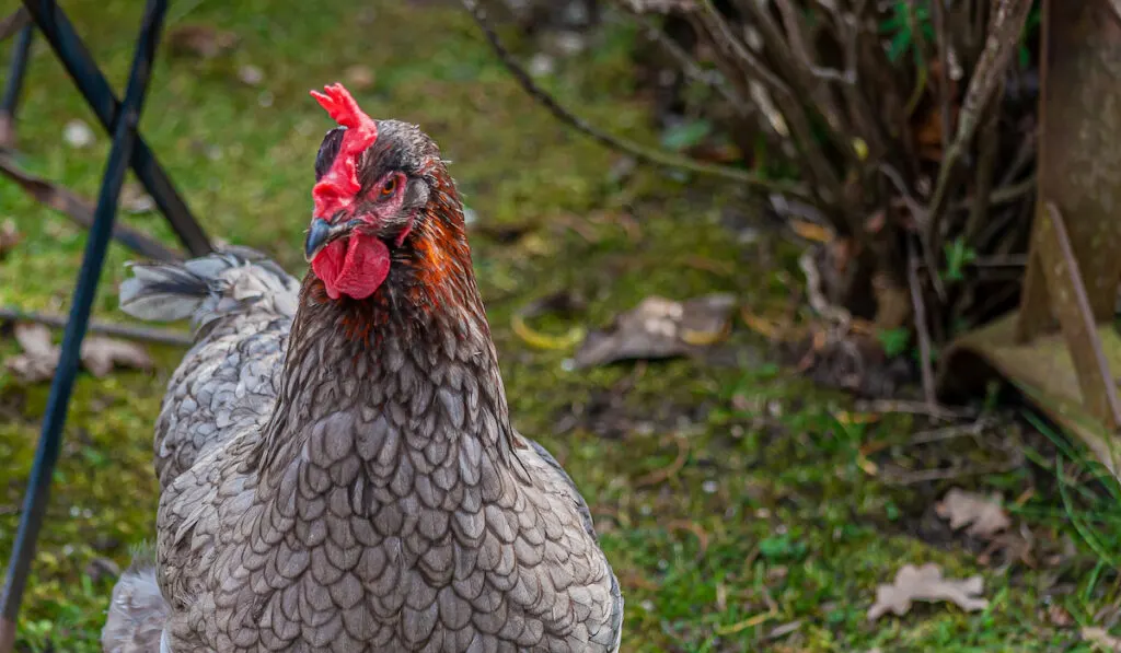 Silver Laced Wyandotte hen on free range in the backyard