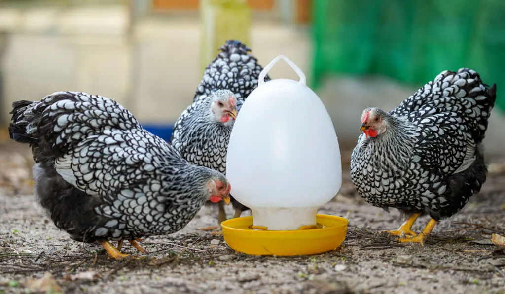 Silver Wyandotte chicken feeding in a farm