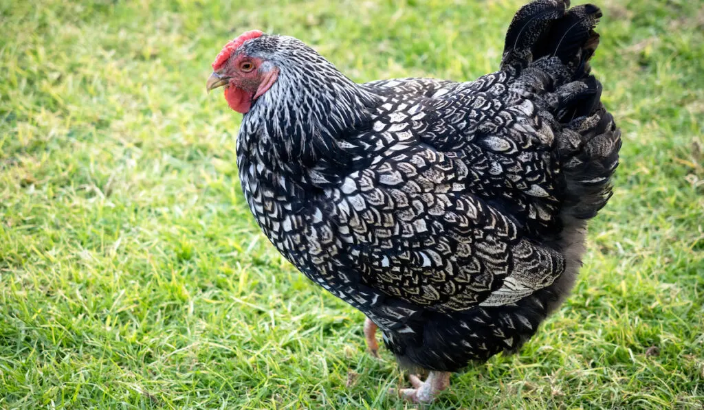 silver laced wyandotte chicken on green grass
