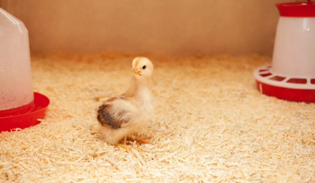 small chicken in chicken coop with feeder and water on the background