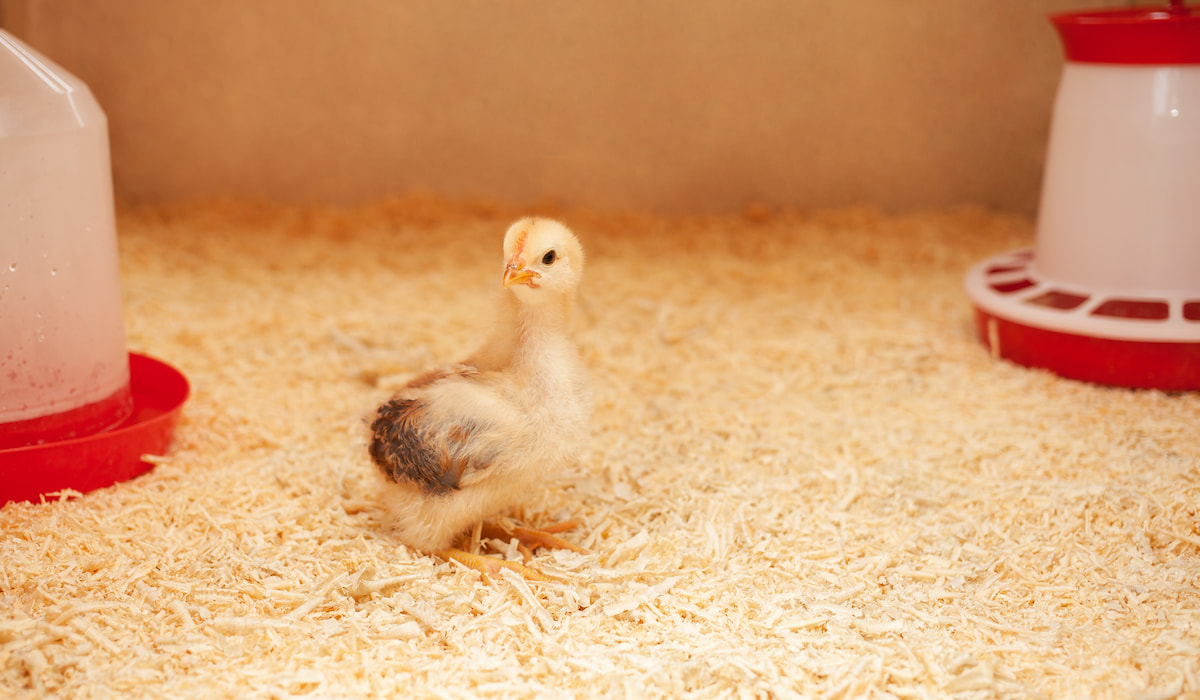 7 Things Your Chicks Need at Night (Including Water) Farmhouse Guide