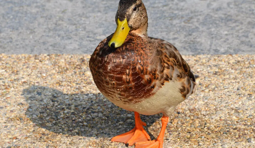 standing female mallard duck close-up
