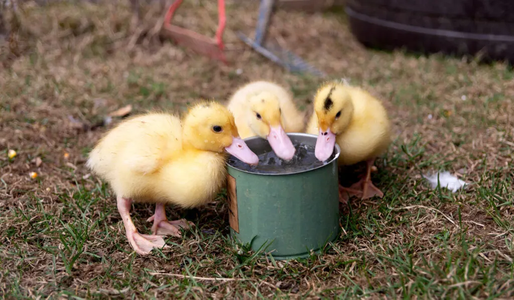 three little ducklings drinking water from a can in the farm