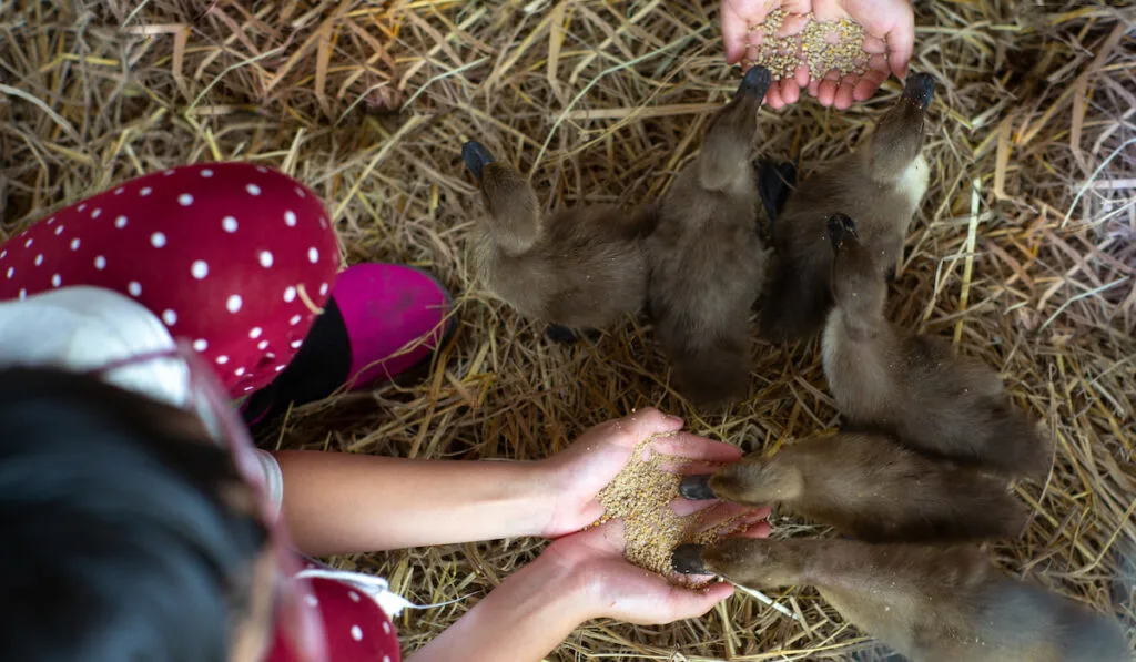 top view of a kid feeding ducklings with dries straw on the background